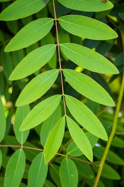 Senna siamea leaves in garden